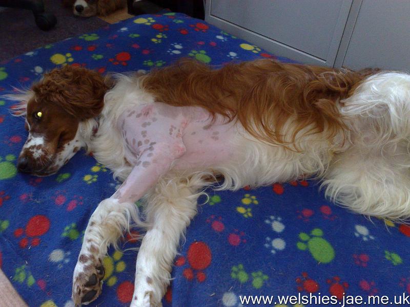 2010-07-31 01.jpg - I've been shaved far more than last time